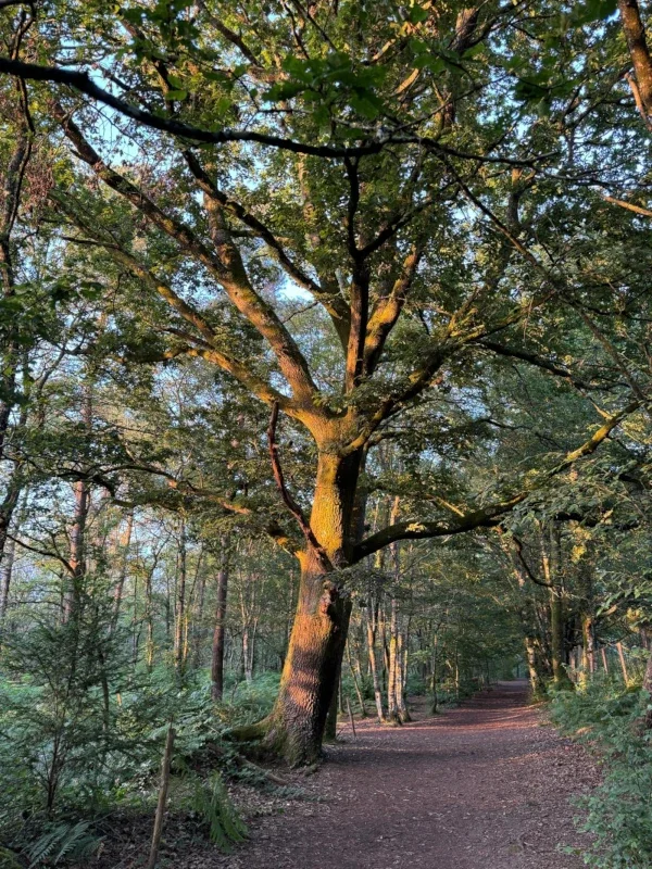 Intérieur d’un espace rituel en bois orné d’un triskel